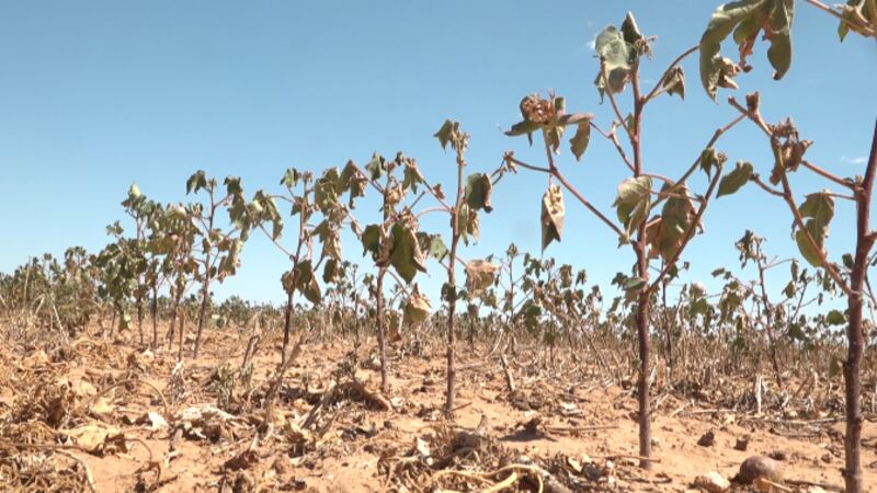 Dried up cotton in Lamb county.