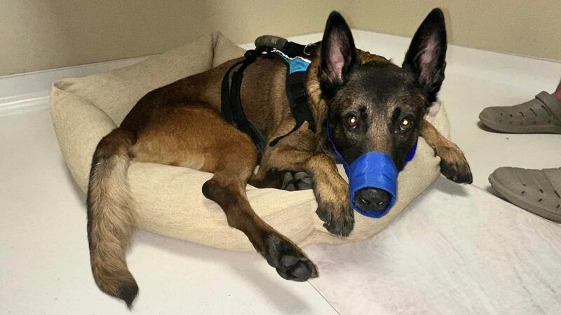 K-9 officer Jaxx has lost the use of his hind legs after he suffered a spinal cord injury.