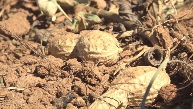 Peanuts grown in Terry County.