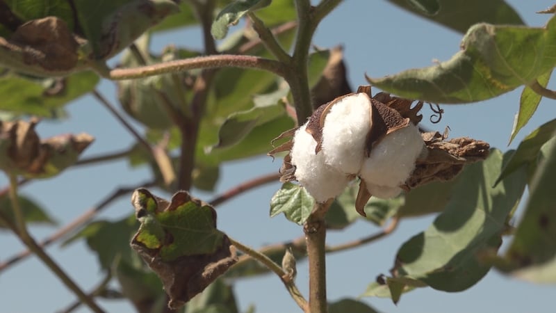 Cotton boll in Lubbock county 2023.