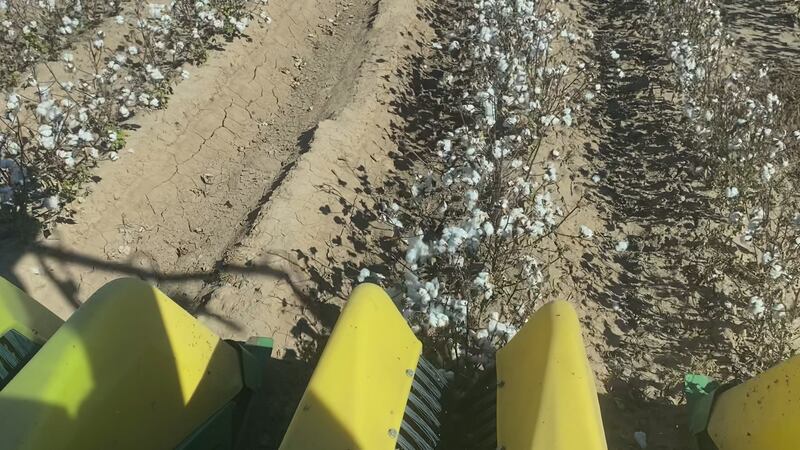 Cotton harvest in Lubbock county.