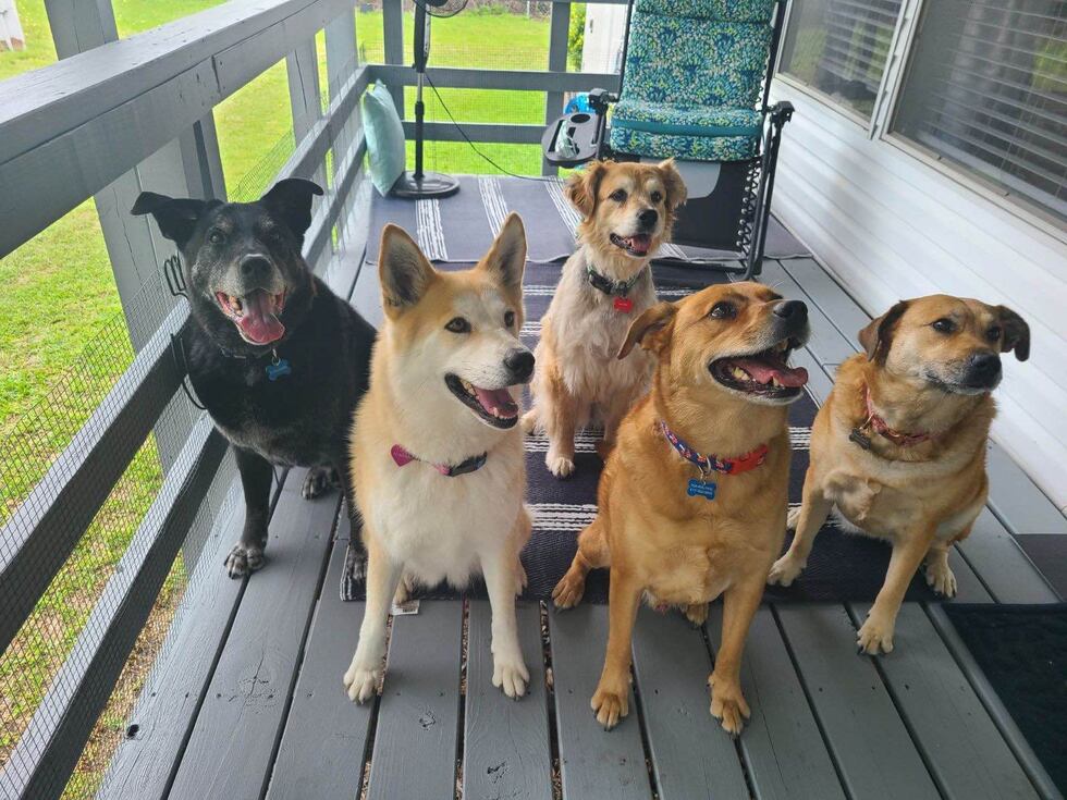 Cassie Page's five dogs. From left to right: Finn, Lilly, Mae in the back, and Jake and Hannah.
