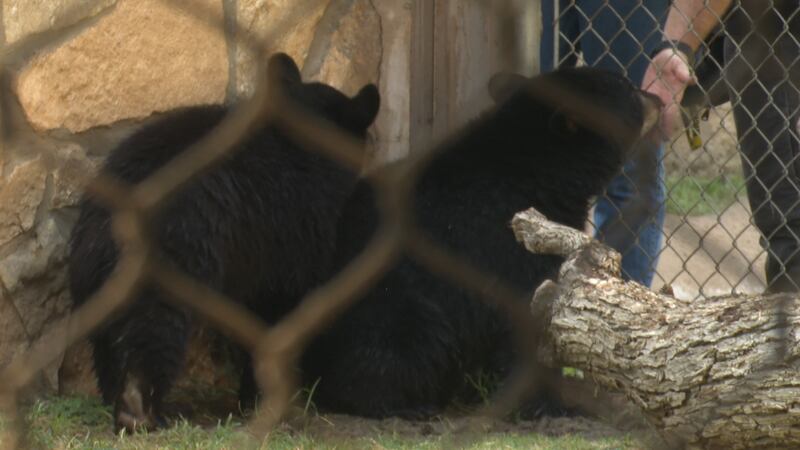 It's the first time in more than 20 years that the Williams Bear Habitat has welcomed new...
